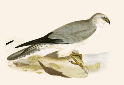 Pale Chested Harrier, illustration from 