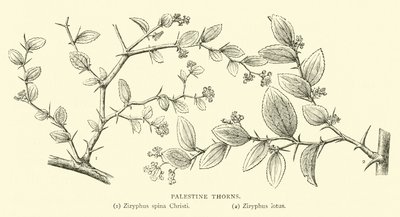 Palestine Thorns by English School