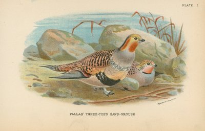 Pallas