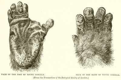 Palm of the Foot of Young Gorilla. Back of the Hand of Young Gorilla by English School