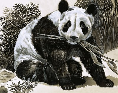Panda by English School