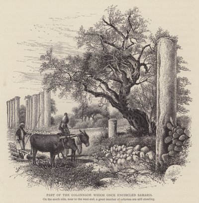 Part of the Colonnade which once encircled Samaria by English School
