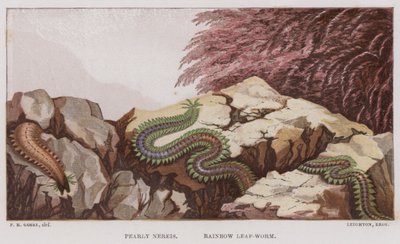 Pearly Nereis, Rainbow Leaf-Worm by English School
