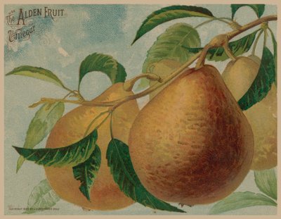 Pears by English School