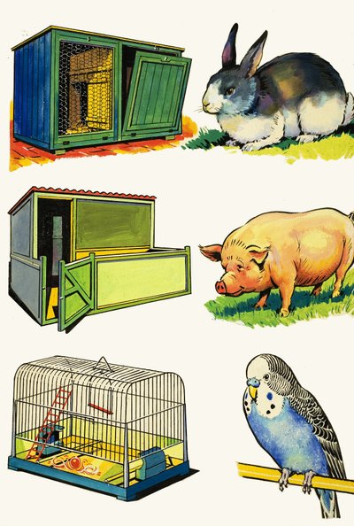 Pets and Their Homes: Rabbit, Pig and Budgerigar by English School