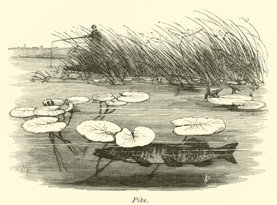 Pike by English School