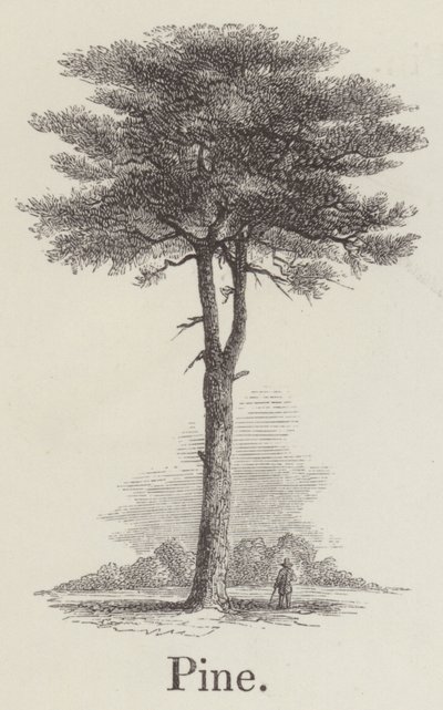 Pine by English School