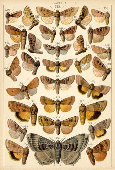 Plate from Our Country