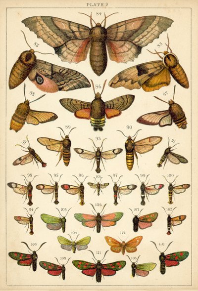 Plate from Our Country