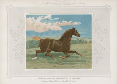 Plate presented with the Live Stock Journal by English School