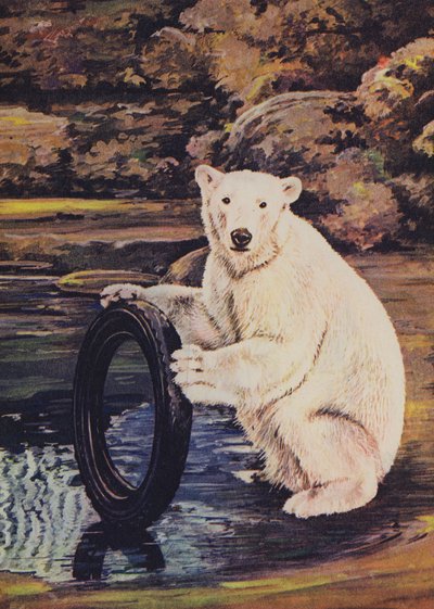 Polar Bear Playing with a Tyre in the Zoo by English School