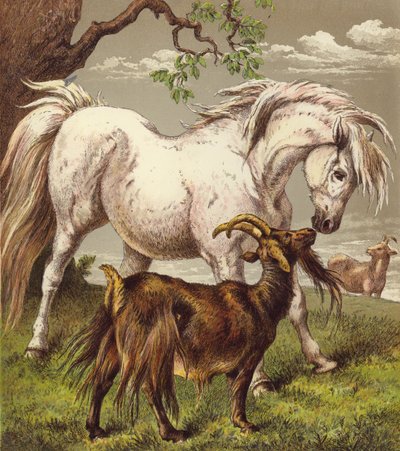 Pony and goats by English School