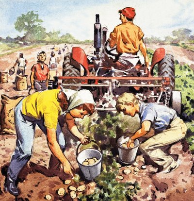 Potato picking by English School