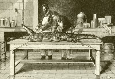 Power of a crocodile