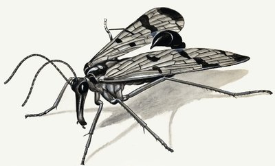 Predators of the Past (Scorpion Fly) by English School