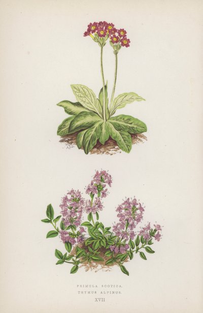 Primula Scotica; Thymus Alpinus by English School
