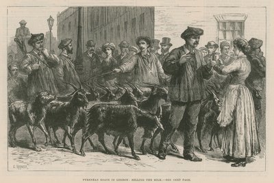 Pyrenean Goats in London by English School