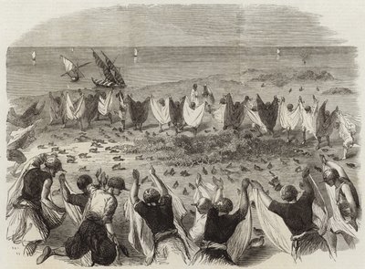 Quail Catching in Syria by English School