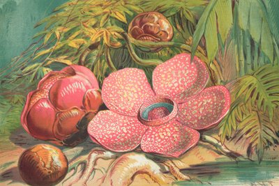 Rafflesia Arnoldii, Giant Flower of the Rainforests of Sumatra by English School