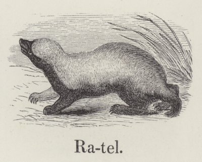 Ratel by English School