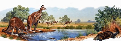 Red kangaroo and duck bill platypus by English School