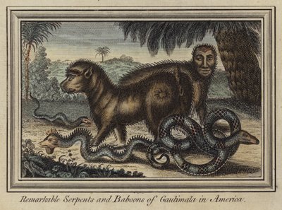 Remarkable serpents and baboons of Gautimala in America by English School