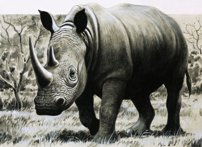 Rhinoceros by English School