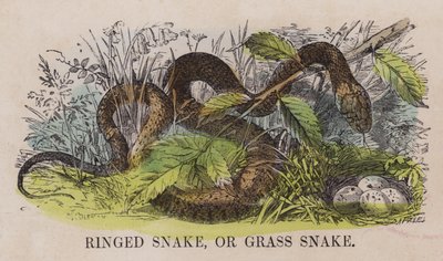 Ringed Snake, or Grass Snake by English School