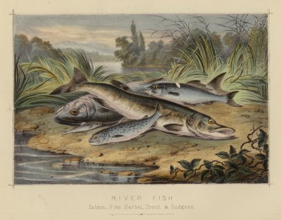 River Fish by English School