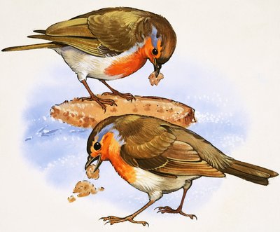Robins eating a piece of bread by English School