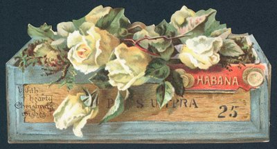 Roses in Cigar Box by English School