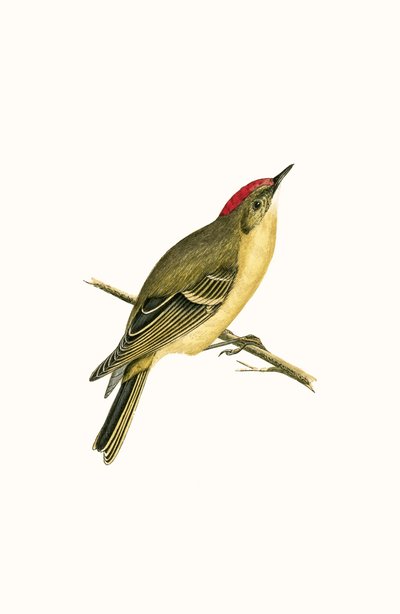 Ruby Crowned Kinglet, illustration from 