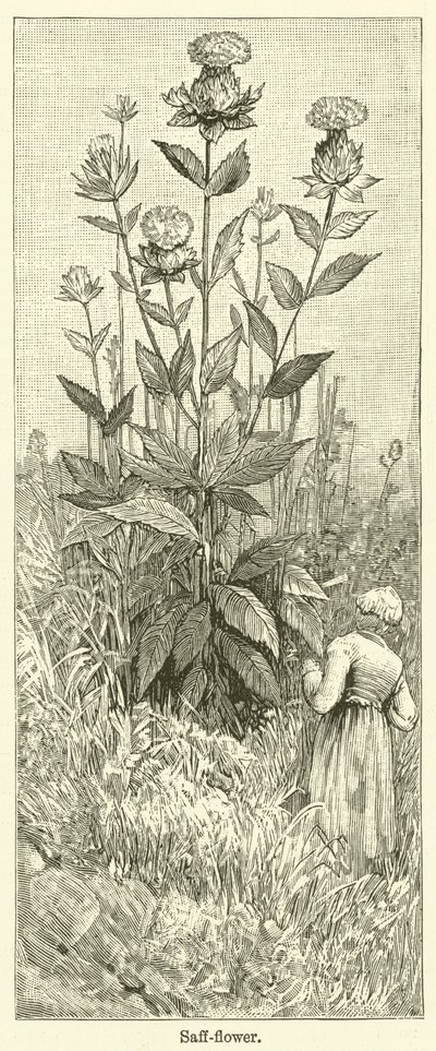 Safflower by English School