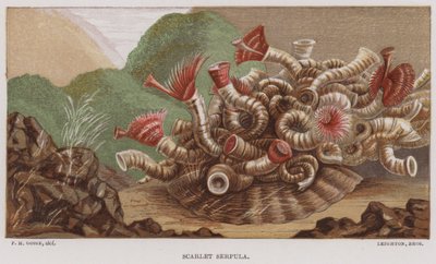 Scarlet Serpula by English School