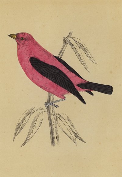 Scarlet Tanager by English School