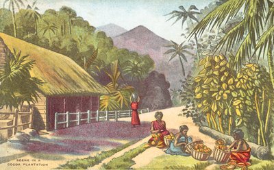 Scene in a Cocoa Plantation by English School