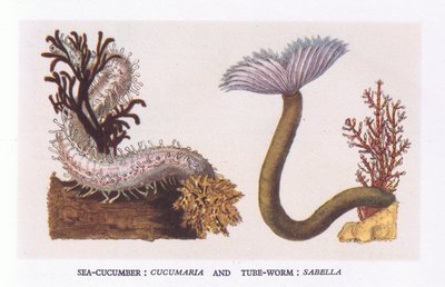 Sea Cucumber and Tube Worm, Nature in Britain Published by Collins by English School
