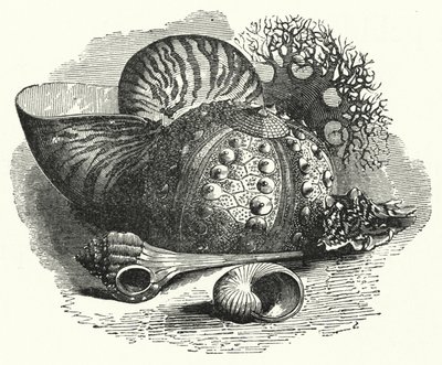 Sea Shells by English School