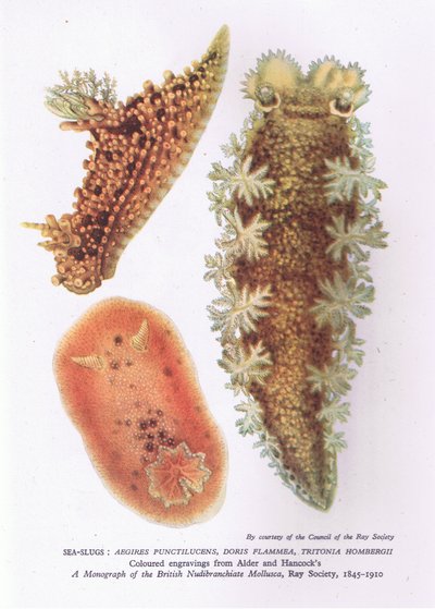Sea Slugs, Nature in Britain Published by Collins by English School