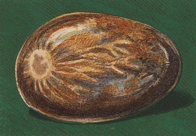 Seaside Pebble by English School