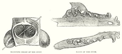 Secreting Organ of the Civet, Teeth of the Civet by English School