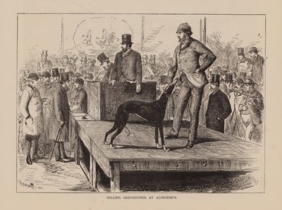 Selling Greyhounds at Aldridge
