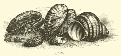 Shells by English School