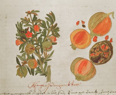 Pomegranates (from 