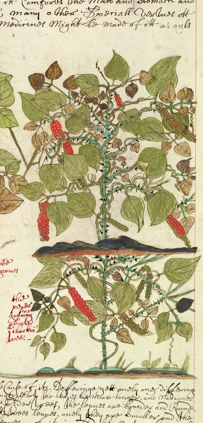 Pepper Plant from 