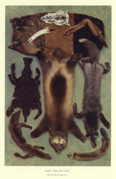 Some Familiar Furs by English School