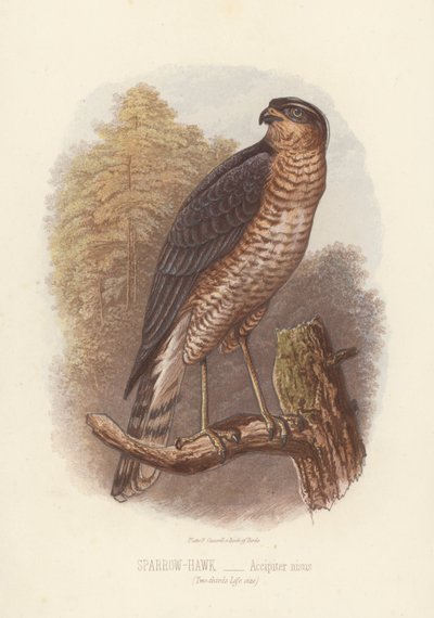 Sparrow-Hawk, Accipiter Nisus by English School