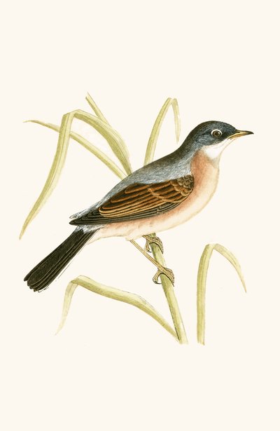 Spectacled Warbler, illustration from 