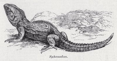 Sphenodon by English School