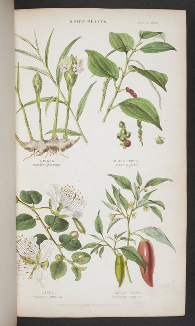 Spice Plants, from 